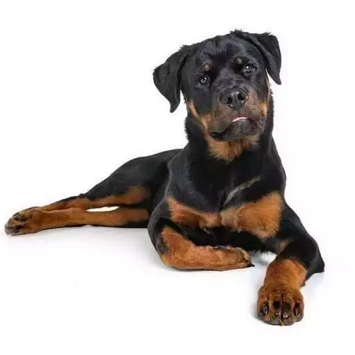 Play Rottweiler Wallpapers APK Play Rottweiler Wallpapers APK
