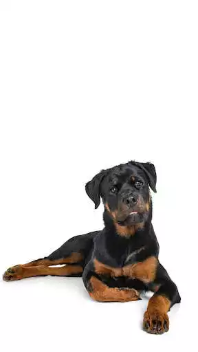 Play Rottweiler Wallpapers  and enjoy Rottweiler Wallpapers with UptoPlay