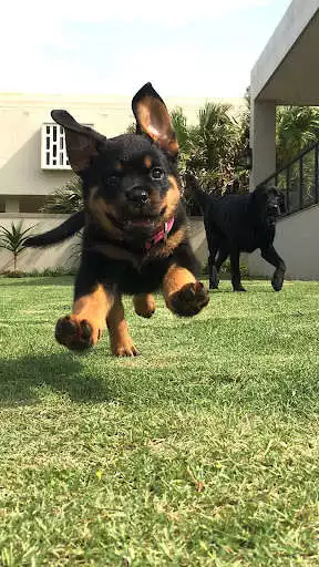 Play Rottweiler Wallpapers as an online game Rottweiler Wallpapers with UptoPlay