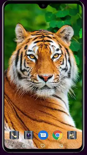 Play Royal Bengol Tiger Wallpaper as an online game Royal Bengol Tiger Wallpaper with UptoPlay