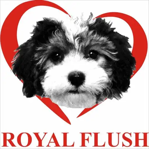 Play Royal Flush Havanese APK