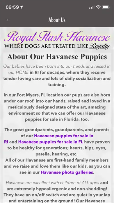 Play Royal Flush Havanese as an online game Royal Flush Havanese with UptoPlay
