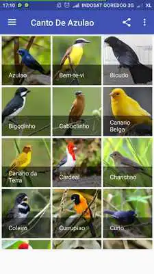 Play Sabia Laranjeira Canto Classico