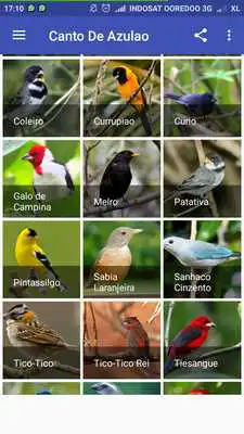 Play Sabia Laranjeira Canto Classico