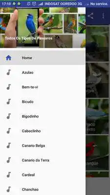 Play Sabia Laranjeira Canto Classico