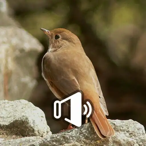 Play Sabiá da Mata APK