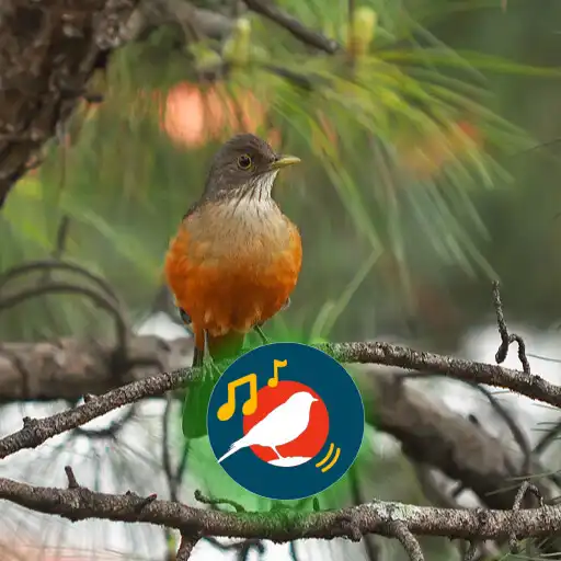 Play Sabiá Laranjeira Cantando APK