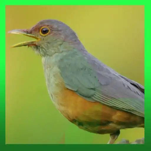 Play Sabiá Laranjeira Offline APK