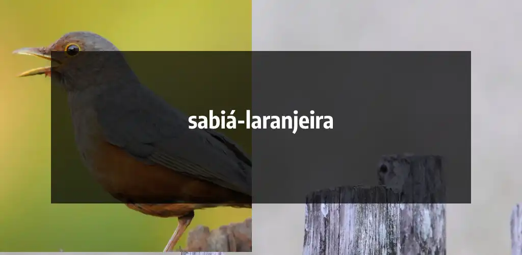 Play Sabiá Laranjeira Offline  and enjoy Sabiá Laranjeira Offline with UptoPlay