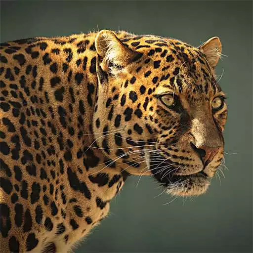 Run free android online Safari Animal Sounds and List APK Run free android online Safari Animal Sounds and List APK