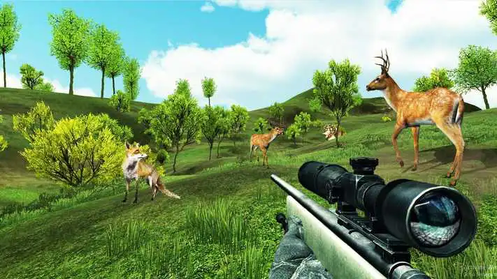 Play Safari Hunting Challenge