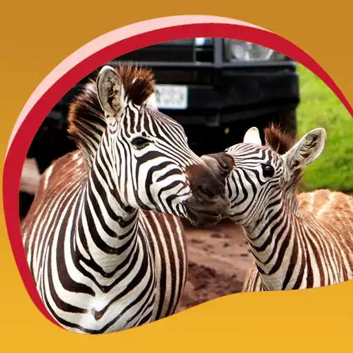 Free play online Safari Live Wallpapers  APK