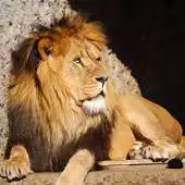 Free play online Safari Spot the Difference APK Free play online Safari Spot the Difference APK