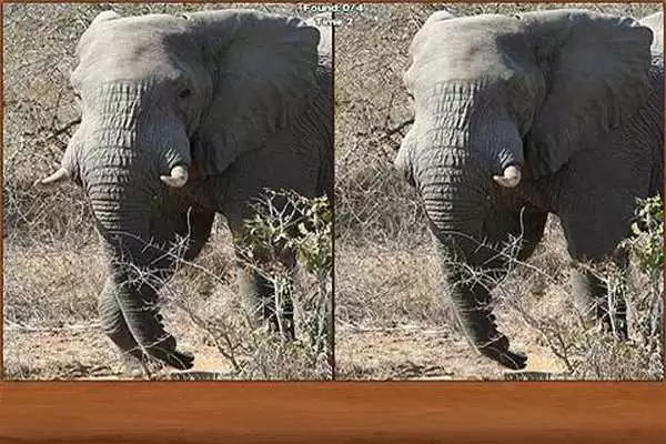 Play Safari Spot the Difference