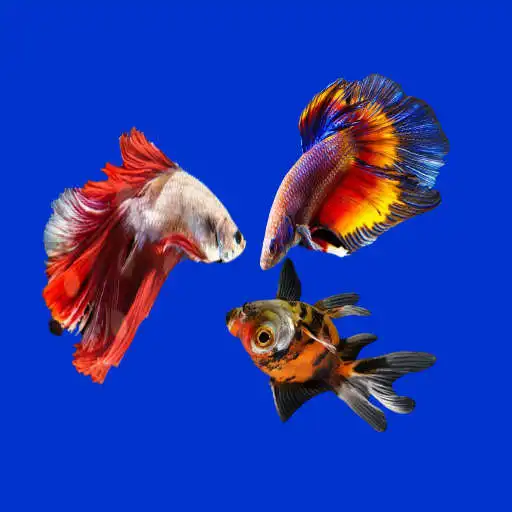Play Saf Fish Game APK
