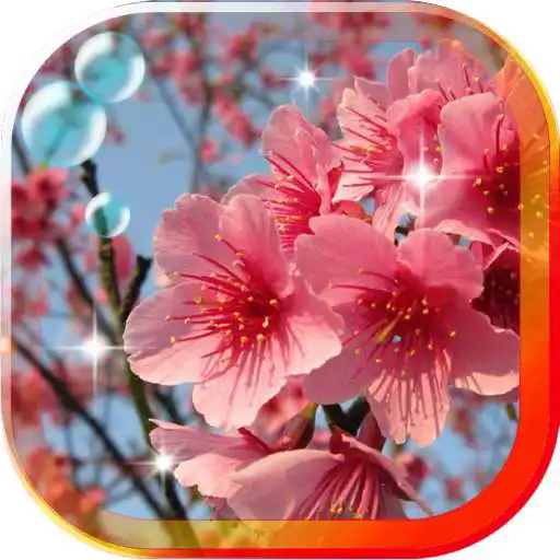 Free play online Sakura Cherry live wallpaper APK Free play online Sakura Cherry live wallpaper APK