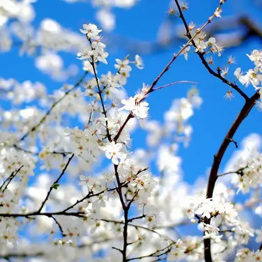 Play Sakura Falling Live Wallpaper APK