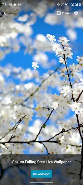 Play Sakura Falling Live Wallpaper  and enjoy Sakura Falling Live Wallpaper with UptoPlay