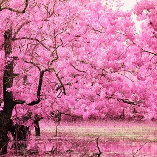 Play Sakura HD Live Wallpaper APK