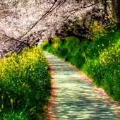 Free play online sakura tree wallpaper APK