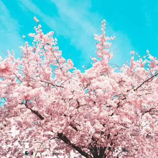 Play Sakura tree Wallpaper APK