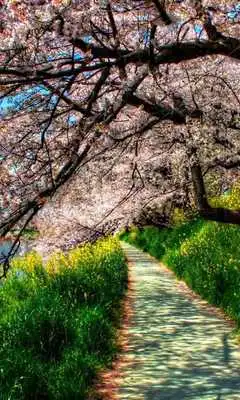Play sakura tree wallpaper
