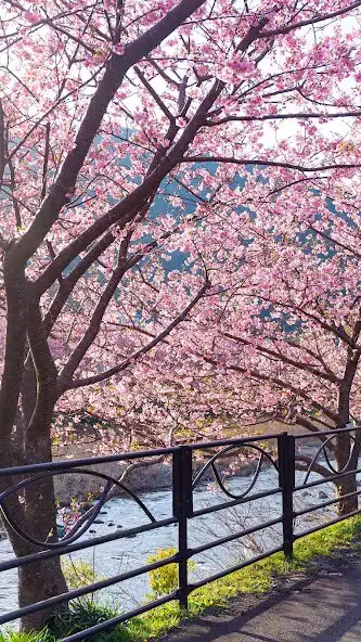 Play Sakura tree Wallpaper as an online game Sakura tree Wallpaper with UptoPlay