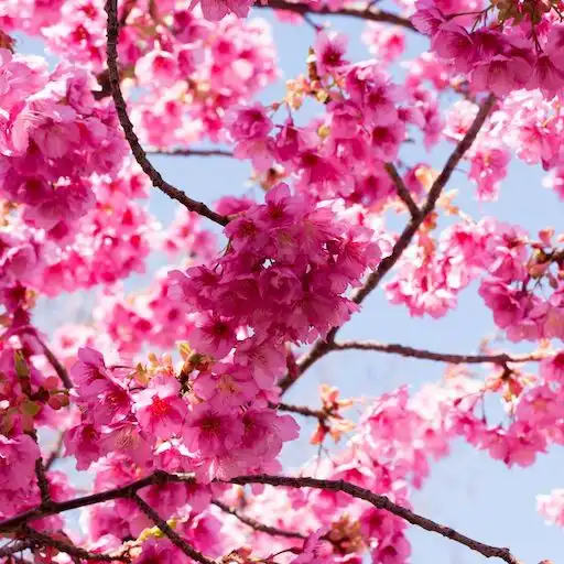 Play Sakura Wallpapers HD APK