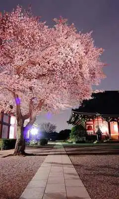 Play Sakura Wallpapers