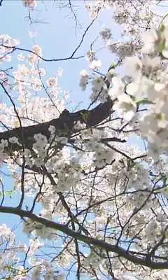 Play Sakura Wallpapers