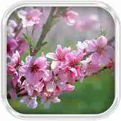 Free play online Sakura Water Ripple Effect APK
