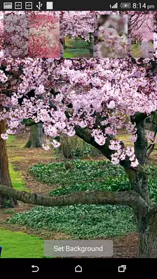Play Sakura Water Ripple Effect