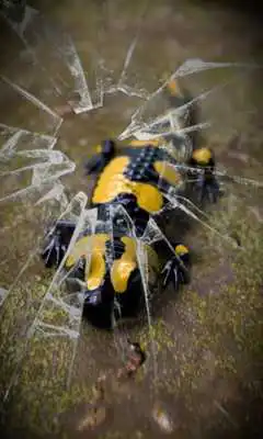 Play Salamander Free live wallpaper