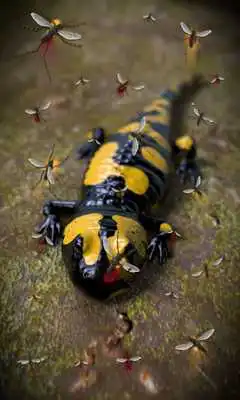 Play Salamander Free live wallpaper