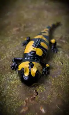 Play Salamander Free live wallpaper