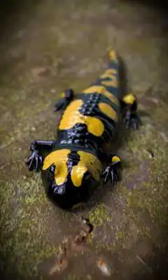 Play Salamander Free live wallpaper