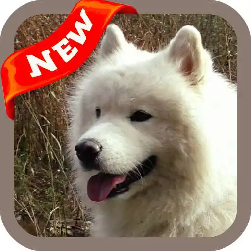 Run free android online Samoyed Wallpaper APK Run free android online Samoyed Wallpaper APK