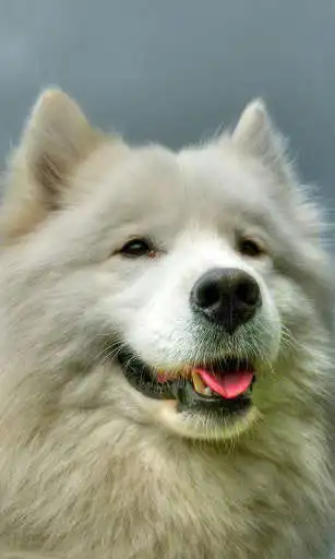Play APK Samoyed Wallpaper  and enjoy Samoyed Wallpaper with UptoPlay com.samoyed.wallpaper.bestpicture.samoyed.freehdimages