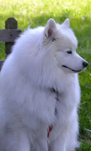 Play APK Samoyed Wallpaper  and enjoy Samoyed Wallpaper with UptoPlay com.samoyed.wallpaper.bestpicture.samoyed.freehdimages