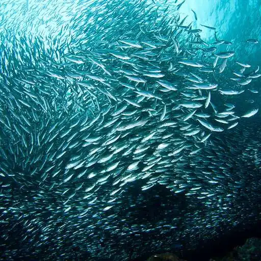 Play Sardines Wallpaper APK