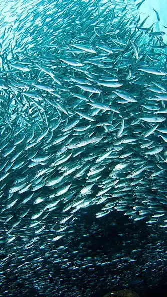 Play Sardines Wallpaper and enjoy Sardines Wallpaper with UptoPlay Play Sardines Wallpaper and enjoy Sardines Wallpaper with UptoPlay