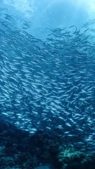 Play Sardines Wallpaper as an online game online Sardines Wallpaper with UptoPlay Play Sardines Wallpaper as an online game Sardines Wallpaper with UptoPlay