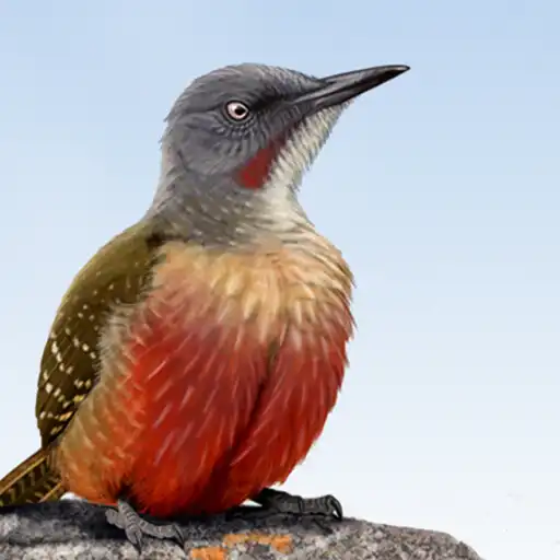 Play Sasol eBirds Southern Africa APK Play Sasol eBirds Southern Africa APK