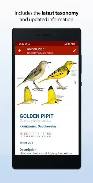 Play Sasol eBirds Southern Africa as an online game Sasol eBirds Southern Africa with UptoPlay