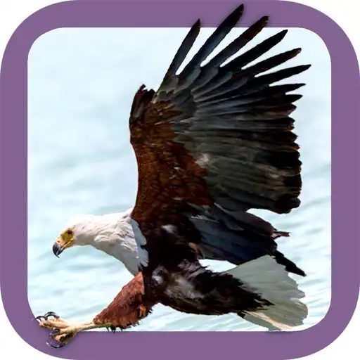 Play Sasol Voëls vir Beginners APK