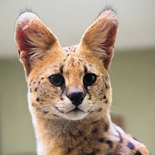 Play Savannah Wallpapers APK