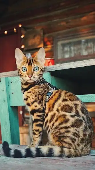 Play Savannah Wallpapers  and enjoy Savannah Wallpapers with UptoPlay