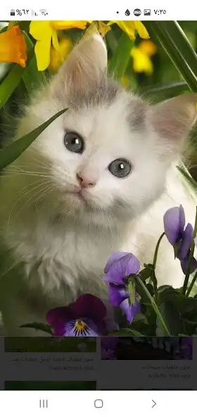 Play sayings and phrases  and enjoy sayings and phrases with UptoPlay