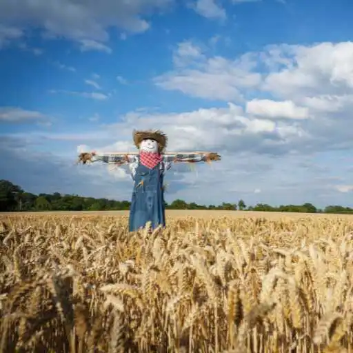 Play Scarecrow Wallpaper APK