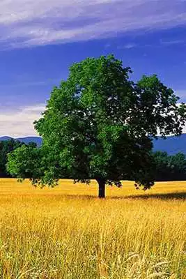 Play Scenic Wallpapers Play Scenic Wallpapers